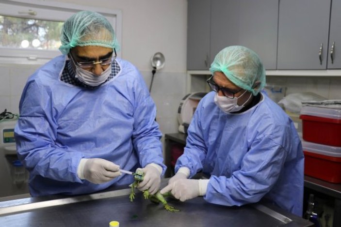 Gaziantep'te iguanaya tümör ameliyatı