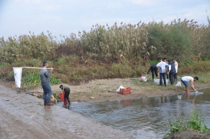 Gediz Nehri'nin suyu azaldı, vatandaş elle balık yakalıyor