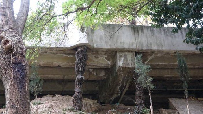 Palmiyeler zarar görmesin diye betona delik açıldı