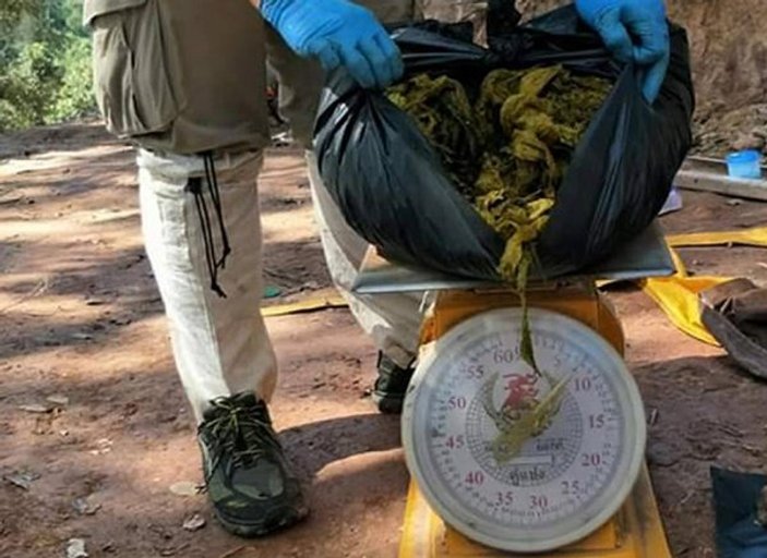 Tayland'da geyiğin midesinden 7 kilo çöp çıktı