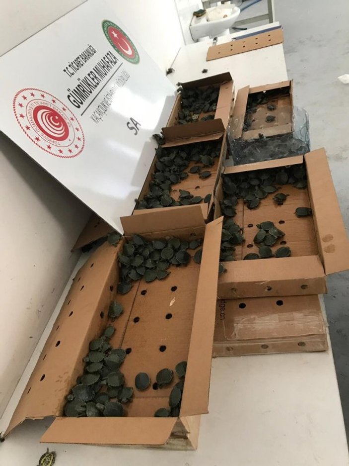 Pizza kutusu içerisinde 3 bin 400 su kaplumbağası