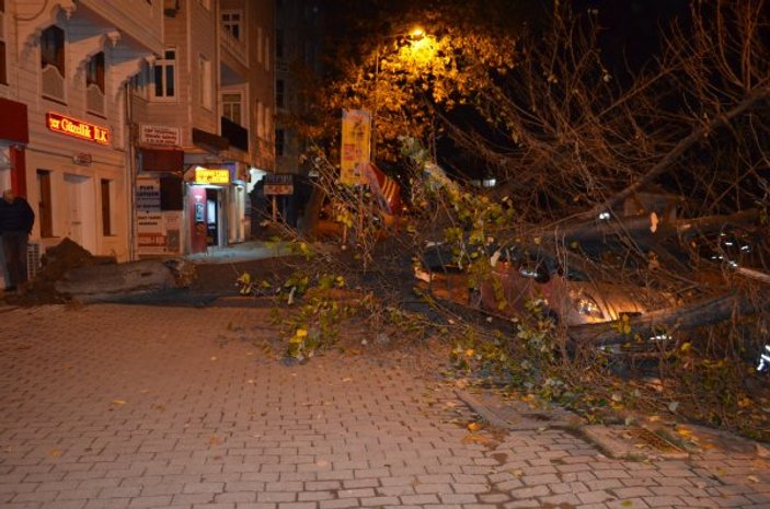 Tekirdağ'da otomobilin üzerine ağaç devrildi