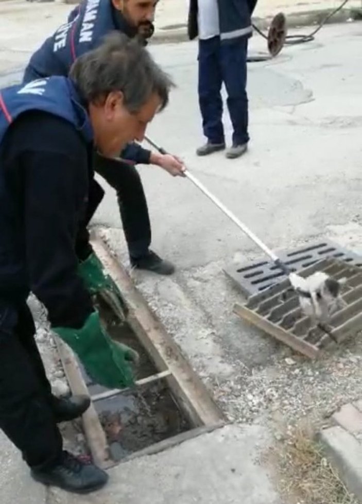Mazgallardan drenaj kanalına düşen kedi kurtarıldı