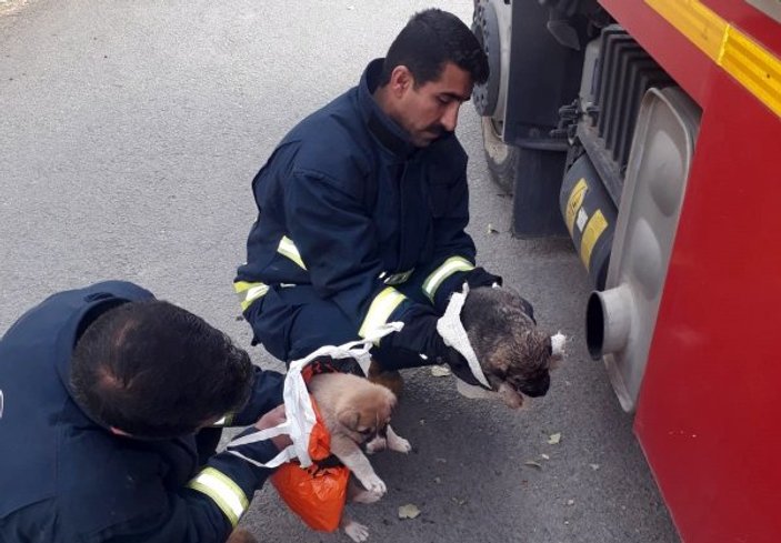 Van'da köpekleri kurtararak araç egzozuyla ısıttılar