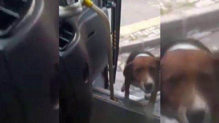 Köpek ile halk otobüsü şoförünün dostluğu