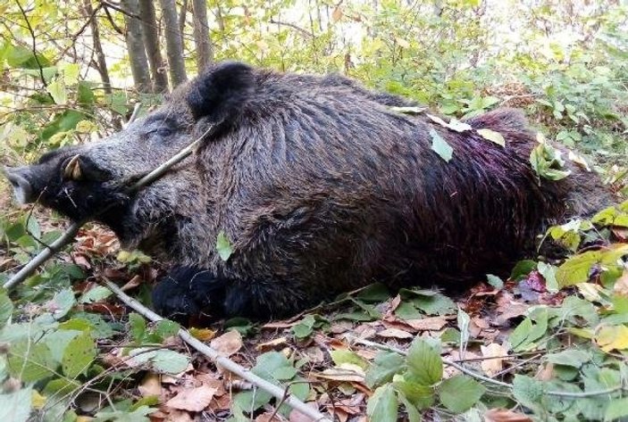Ekili tarlalara zarar veren yaban domuzu vuruldu