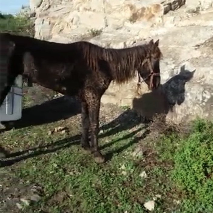 Büyükada’da terk edilmiş hasta at görüntülendi
