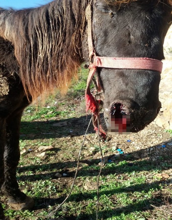 Büyükada’da terk edilmiş hasta at görüntülendi