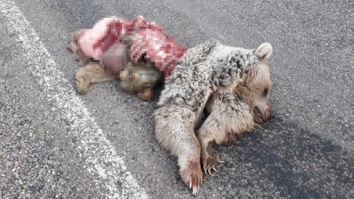 Sivas'ta parçalanmış ayı cesedi için soruşturma