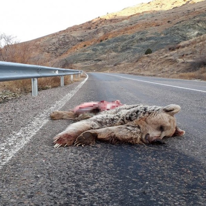 Sivas'ta parçalanmış ayı cesedi için soruşturma