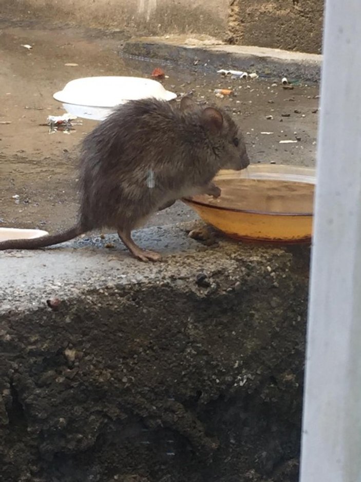 Diyarbakır’da tabaktan su içen fare