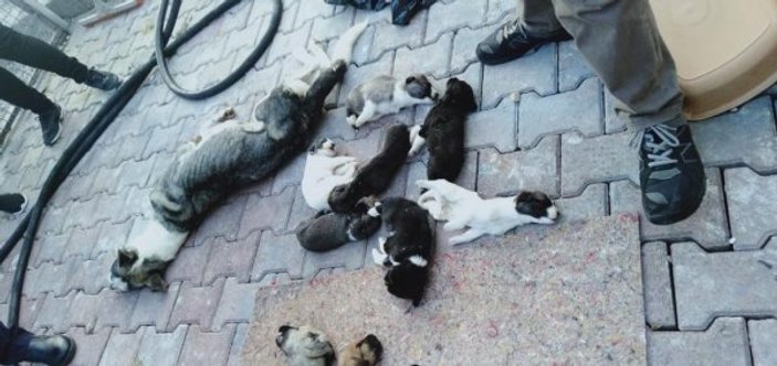 Antalya'da barınakta birçok köpek ölü halde bulundu