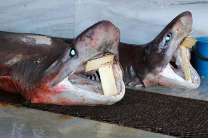 Balıkçıların ağına 2 köpek balığı takıldı