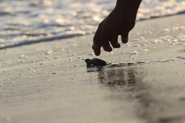 Yavru kaplumbağalar, denizle buluştu