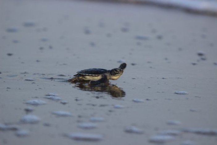 Yavru kaplumbağalar, denizle buluştu