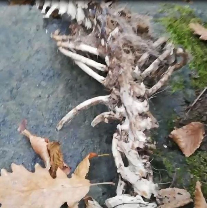 Trabzon'da iki ayaklı hayvan iskeleti bulundu