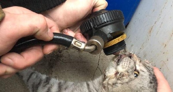 Dumandan etkilenen kedi hayata döndürüldü