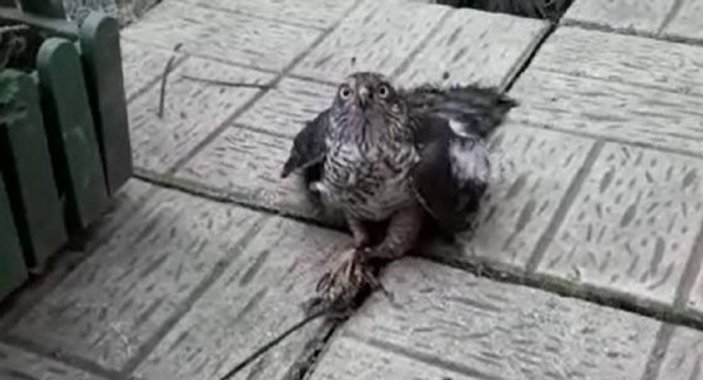 Güvercinlerini öldüren atmacayı yakalayıp görüntüledi