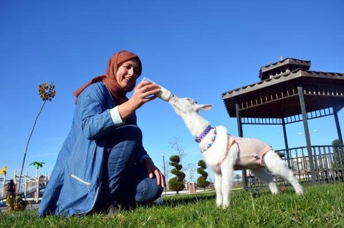 Sahiplendiği keçi yavrusuna evladı gibi bakıyor