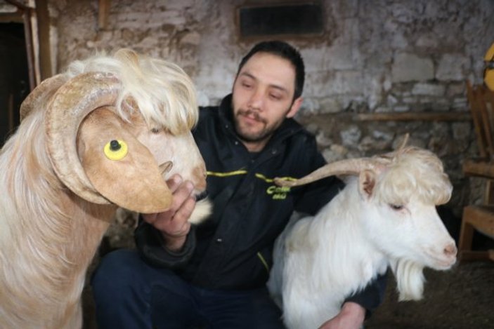 Melezleme yöntemiyle doğan uzun saçlı keçiler