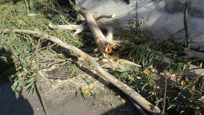 Kartal’da ağaç devrildi, bir araç zarar gördü