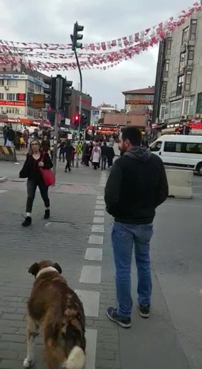 Yaya geçidindeki köpekten trafik ışığı dersi