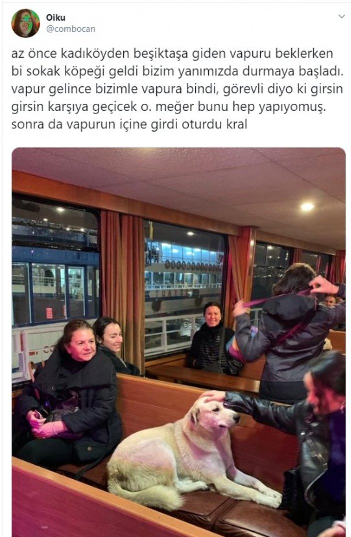 Kadıköy'den Beşiktaş'a motorla geçen köpek
