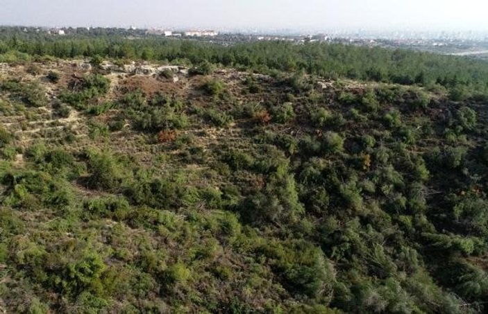 Mersin'de 72 dönümlük Hazine arazisinde ağaç katliamı