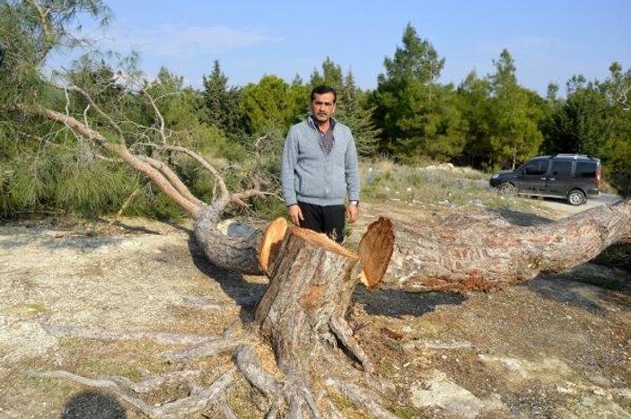 Mersin'de 72 dönümlük Hazine arazisinde ağaç katliamı