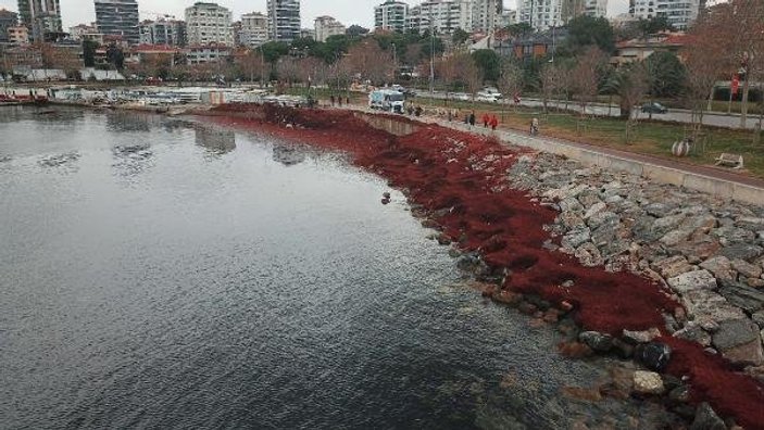 Caddebostan sahili kırmızı yosunla kaplandı