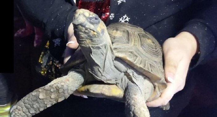 İngiltere'de kızgın kaplumbağa evi ateşe verdi