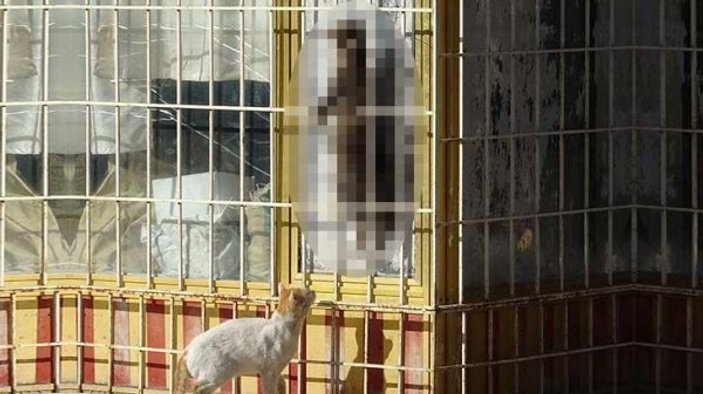 Antalya'da kedi cinayeti