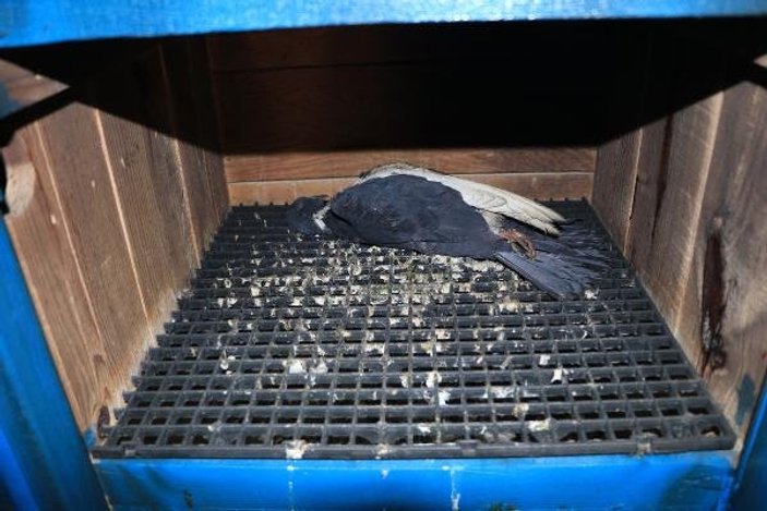 Adana'da çalmaya kalkıştıkları güvercinleri yaktılar