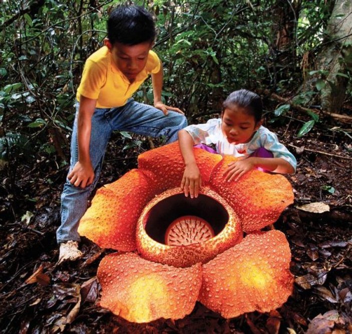 Dünyanın en büyük çiçeği: 111 santimetre çapında