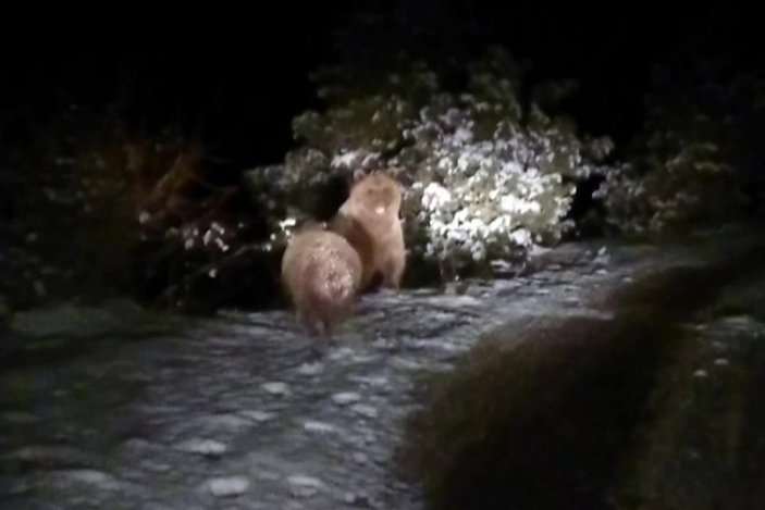 Kış uykusuna yatmayan ayılar vatandaşların yoluna çıktı