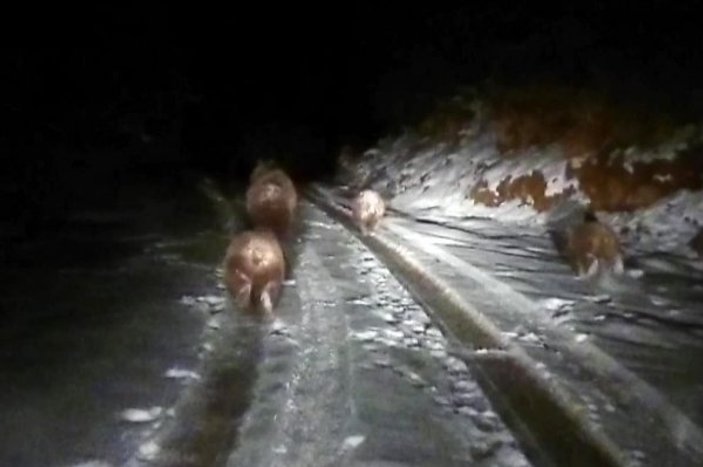 Kış uykusuna yatmayan ayılar vatandaşların yoluna çıktı