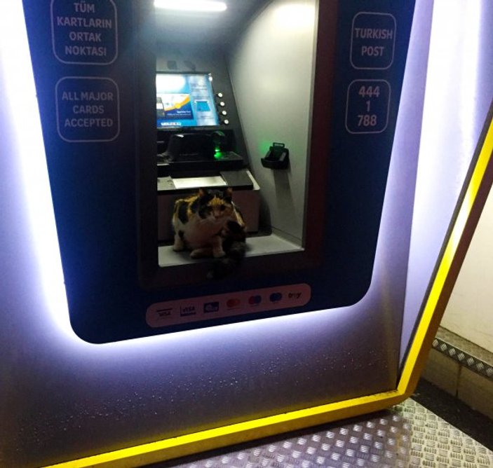 ATM'ye sığınan kedi