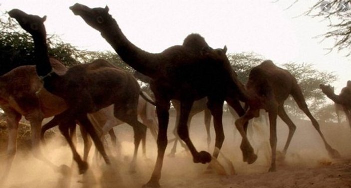 Avustralya'da 10 bin yabani deve vurulacak