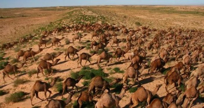 Avustralya'da 10 bin yabani deve vurulacak