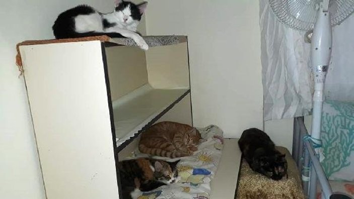 Hatay'da 2 odalı evde 17 kedi ile birlikte yaşıyor
