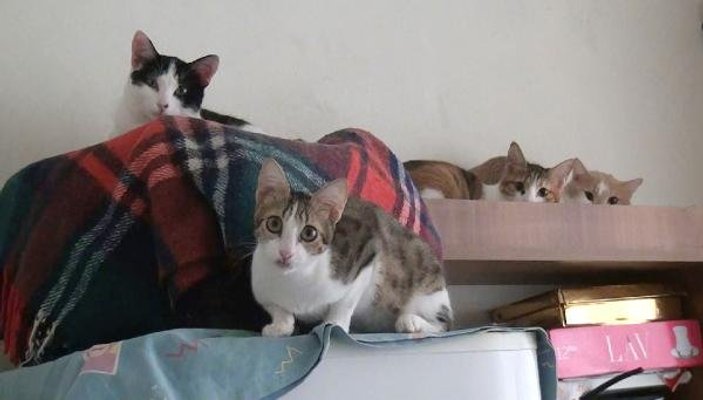 Hatay'da 2 odalı evde 17 kedi ile birlikte yaşıyor
