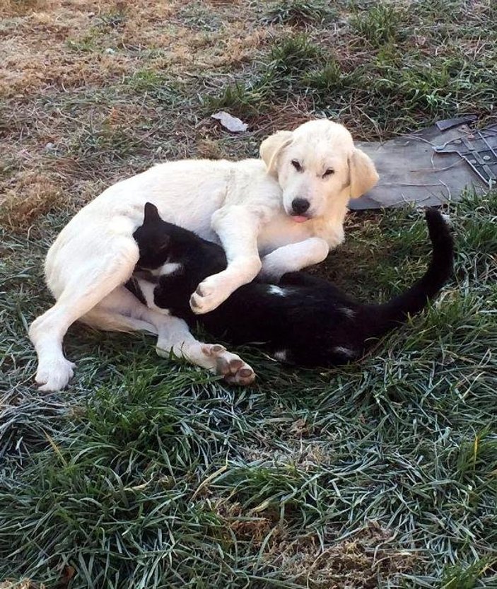 Manisa'da köpek ile kedinin dostluğu