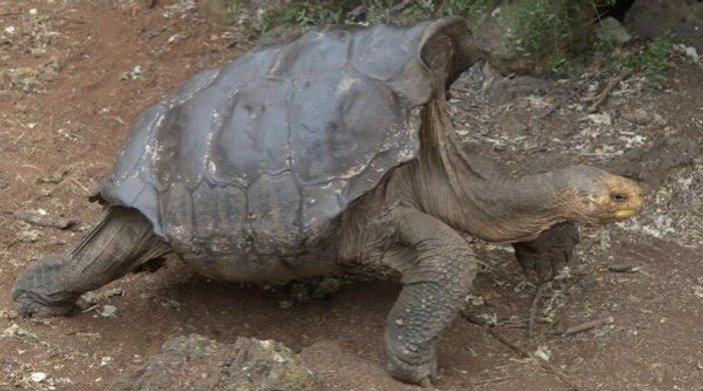 Asırlık kaplumbağa Diego yıllar sonra Galapagos'a dönüyor