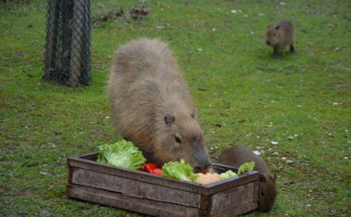 Yeni doğan 3 kapibara hayvanat bahçesinin maskotu oldu