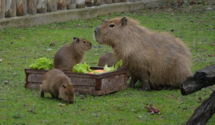 Yeni doğan 3 kapibara hayvanat bahçesinin maskotu oldu