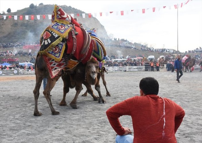 Aydın'da deve güreşi festivali düzenlendi