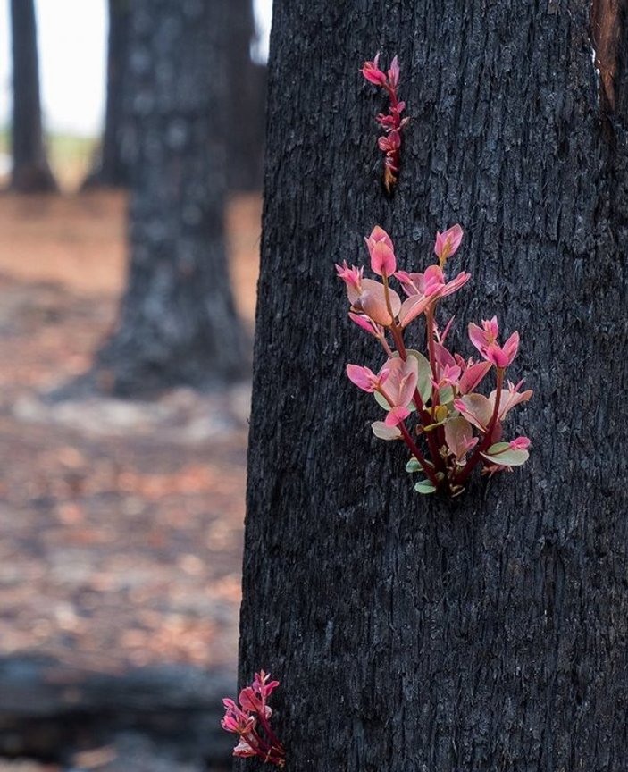 Avustralya'da küllerin arasından çiçekler çıkıyor