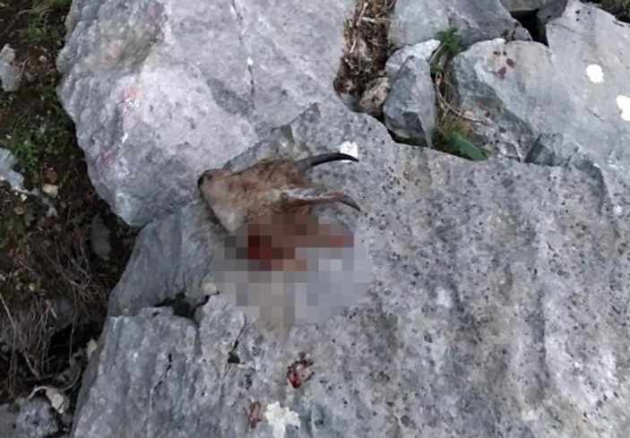 Koruma altındaki dağ keçisini vuran 4 kişi yakalandı