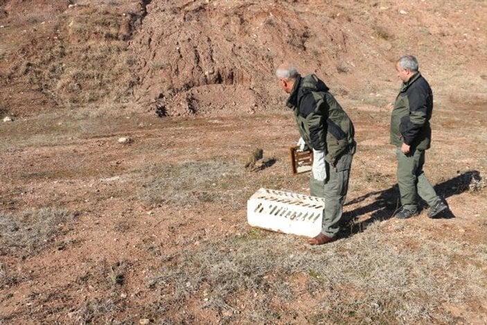 Siirt'te tuzağa yakalanan yaban kedisi