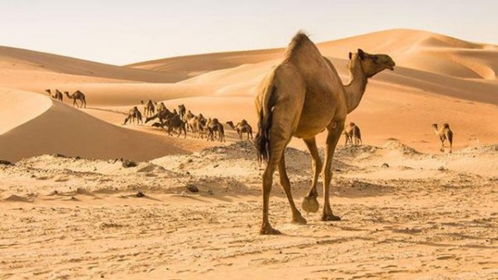5 bin yabani deve tüfeklerle öldürüldü